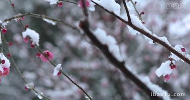 冬季下雪红梅花盛开唯美